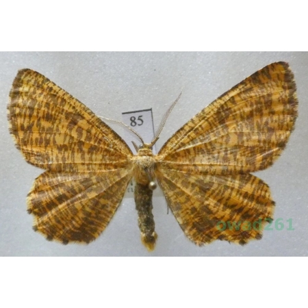 Angerona prunaria (Linnaeus, 1758) male Czech85